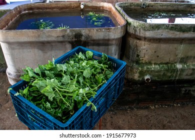 Freshly Washed Spinach Dries In A Plastic Box, In A Family Farm In Brazil