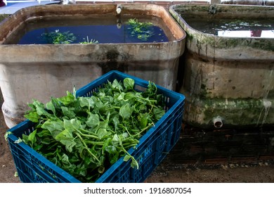 Freshly Washed Spinach Dries In A Plastic Box, In A Family Farm In Brazil