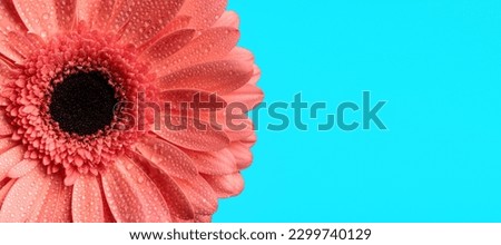 freshness concept by pink gerbera daisy flower with waterdroplets as morning dew on blue background