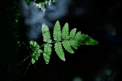 Freshness Green Leaf Of Fern On Dark Background. Selective Focus