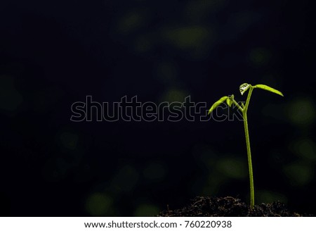 Similar – Tomaten Aufzucht Pflanze