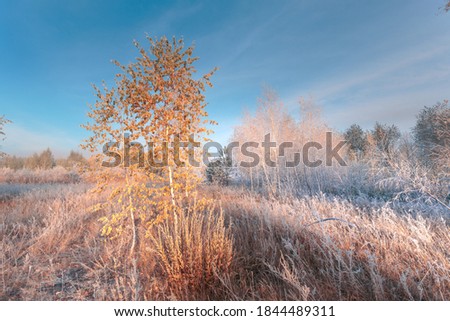 Freshness of November dreamy frosty morning. Beautiful autumn misty cold sunrise landscape. Fog and hoary frost at scenic high grass meadow.