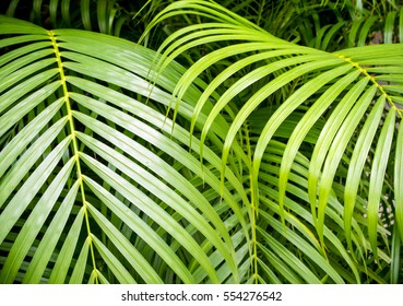 Freshness palm leaves as background, green background