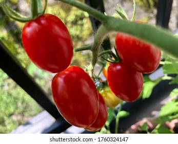 Freshness Ripe Red Cherry Tomato Growing At Balcony Of House. Organic Vegetable For Healthy Concept. Home Stay Garden Concept.