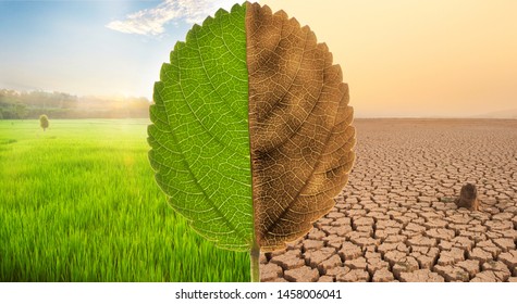 Freshness Scene Of Green Meadow Fields With Beautiful Sunset And Despair Of Dry Cracked Earth With Dead Tree And Polluted Environment Metaphor Ecology, Earth Day, Nature Disaster And Climate Change