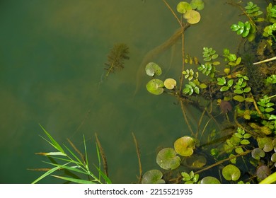 Freshwater Algae Background. Ecosystem Concept. Blur Under Water. Copy Space.