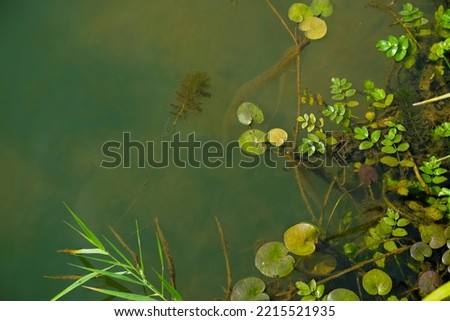 Freshwater algae background. Ecosystem concept. Blur under water. Copy space.