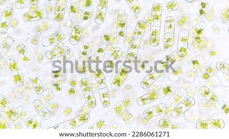 Freshwater algae blooming under microscope. The species probably Cylindrocystis sp. Selective focus image