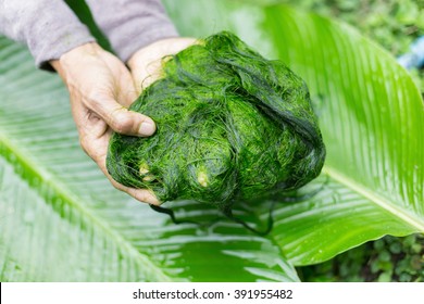 Freshwater Algae (Spirogyra Sp.) Ready Is Used To Make Food.