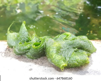 Freshwater algae.Algae contain chlorophyll.unterwater,caquatic plant,hydrophyte
