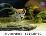 Freshwater angelfish or Marbled Angelfish that has a black white and yellow marbled pattern. Selective focus