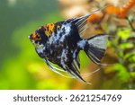 Freshwater angelfish (Pterophyllum scalare). Freshwater aquarium fish species.