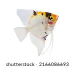 Freshwater Angelfish (Pterophyllum scalare) isolated on white background.
