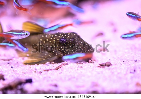 freshwater aquarium catfish