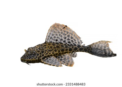Freshwater aquarium catfish Pterygoplichthys gibbiceps isolated on white.