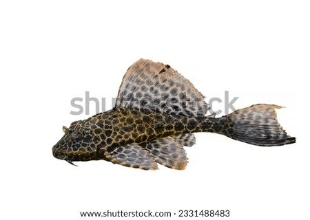 Freshwater aquarium catfish Pterygoplichthys gibbiceps isolated on white.
