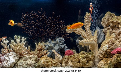 marine aquarium screensaver seren screen