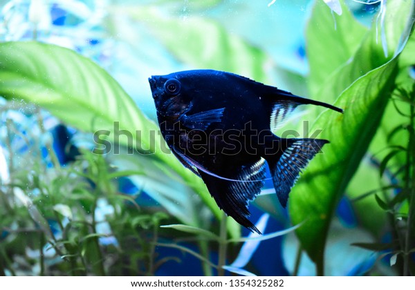 Freshwater Aquarium Fish Angelfish Amazon River Stock Photo Edit Now