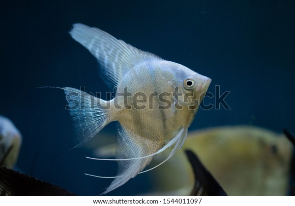 Freshwater Aquarium Fish Angelfish Amazon River Stock Photo Edit Now