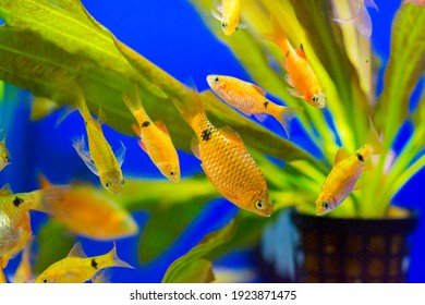 684 Sumatra barb Images, Stock Photos & Vectors | Shutterstock