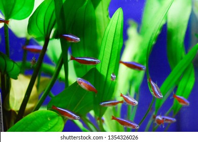 Freshwater Aquarium Fish Cardinal Tetra Cheirodon Stock Photo ...