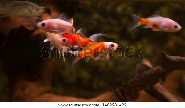 Freshwater Aquarium Fish Goldfish Asia Aquarium Stock Photo Edit