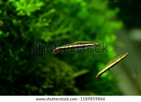 Freshwater Aquarium Fish. Nannostomus , Pencilfish