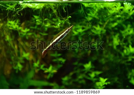 Freshwater Aquarium Fish. Nannostomus , Pencilfish