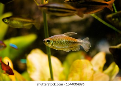 101 Yellow congo tetra Images, Stock Photos & Vectors | Shutterstock