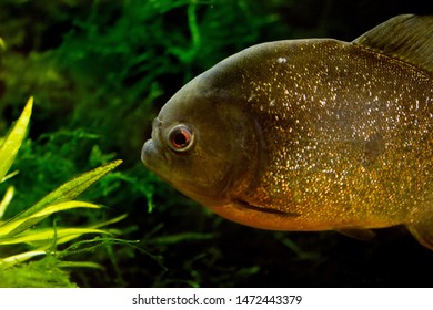 freshwater piranha
