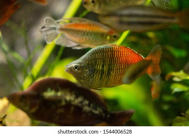 Freshwater Aquarium Fish Rainbowfish Melanotaenia Sp Stock Photo ...