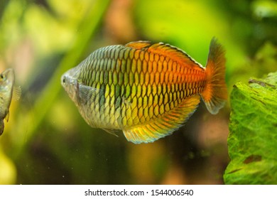 Freshwater Aquarium Fish Rainbowfish Melanotaenia Sp Stock Photo (Edit ...