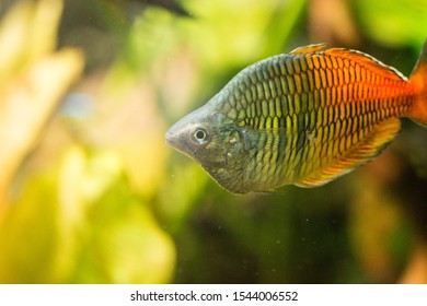 Freshwater Aquarium Fish Rainbowfish Melanotaenia Sp Stock Photo (Edit ...