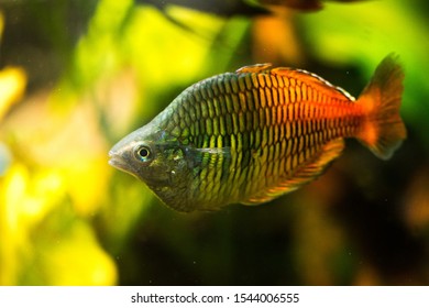 Freshwater Aquarium Fish Rainbowfish Melanotaenia Sp Stock Photo (edit 