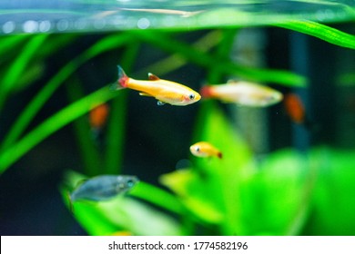 Freshwater Aquarium Fish, Tanichthys Albonubes, White Cloud Mountain Minnow From Asia
