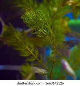 Freshwater aquarium plant hornwort or rigid hornwort, coontail. Ceratophyllum demersum