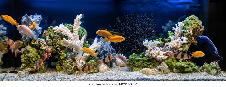 Freshwater aquarium in pseudo-sea style. Aqua scape and aqua design.