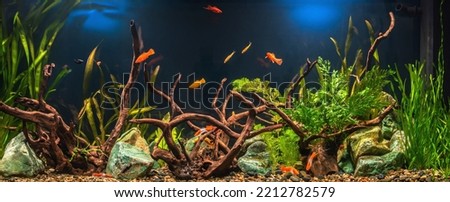 Freshwater aquarium with snags, green stones, tropical fish and water plants.