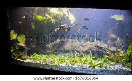 Freshwater aquarium turtle, chrysemis, trachemis and more species in aquarium 

