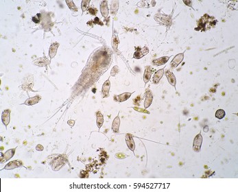 Freshwater aquatic plankton under microscope view
