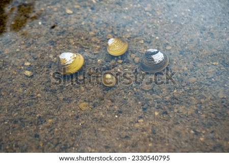 Freshwater clams underwater in river
