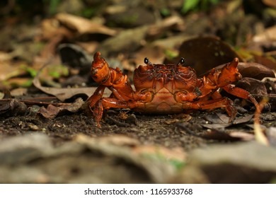 Potamidae Images, Stock Photos & Vectors | Shutterstock