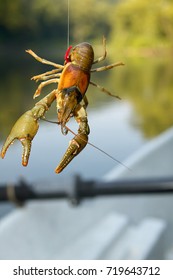 Freshwater Crayfish, Lobster Or Crawfish Dangling On A Fishing Line Either Hooked While Fishing Or Being Used As Bait
