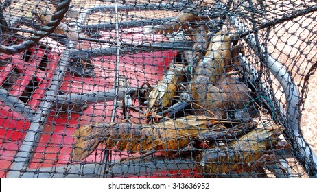 Freshwater Crayfish In Net Caught In Western Australia