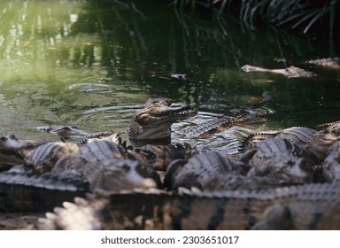 The freshwater crocodile Crocodylus johnstoni), also known as the Australian freshwater crocodile, Johnstone's crocodile or the freshie, is a species of crocodile endemic to the northern regions.