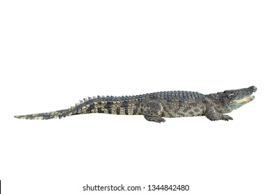 American Alligator 30 Years Alligator Mississippiensis Stock Photo ...