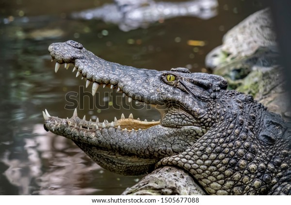 Freshwater crocodile (Siamese crocodile) portrait\
showing eye, ear and teeth with stream or river background. Head of\
freshwater crocodile (Crocodylus johnsoni) with open mouth  resting\
in a rock.