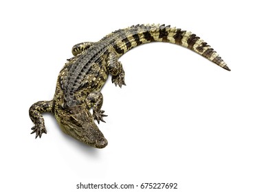 Freshwater crocodile Thai Species or Siamese crocodile ( Crocodylus siamensis ) view from above isolated on white background.
