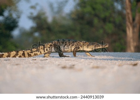 Freshwater crocodile walking across Luklang Road, Bueng Boraphet, Nakhon Sawan Province.
Thailand