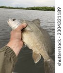 Freshwater Drum also known as a  Sheephead